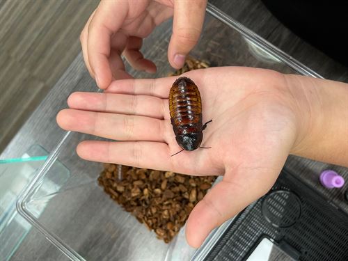 Student holds a Madagascar Hissing Cockroach